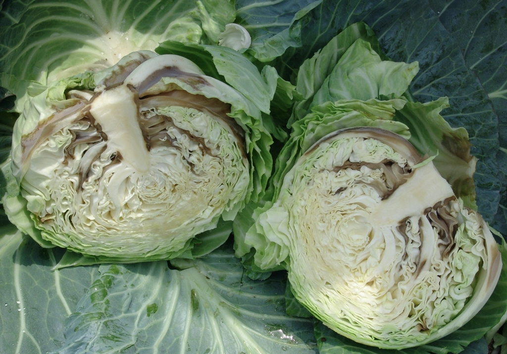 pectobacterium on cabbage