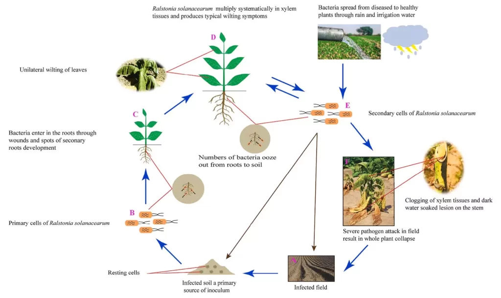 ralstonia tobacco lifecycle