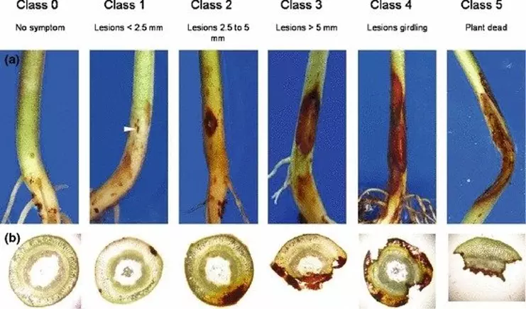 stem rot rhizoctonia