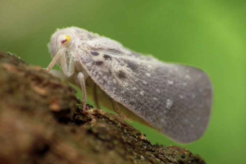 Metcalfa pruinosa the Citrus flatid planthopper insect vector