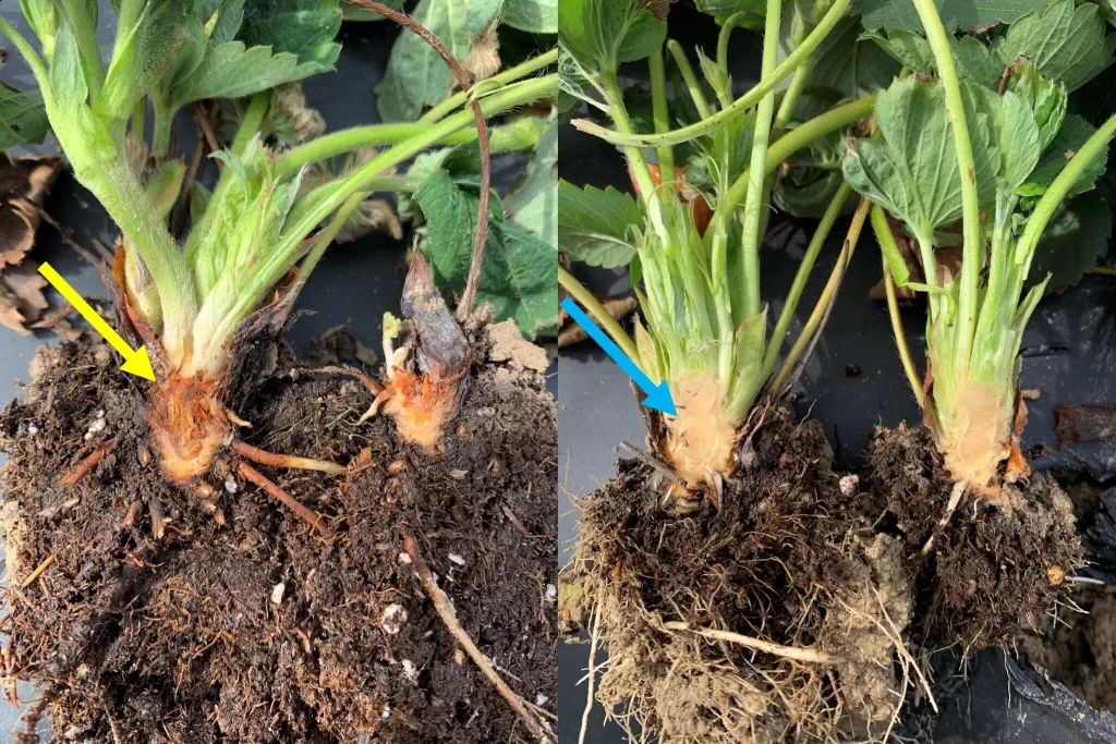 Colletotrichum acutatum anthracnose strawberry crown rot