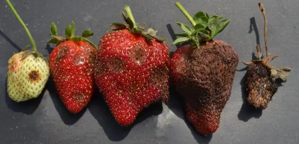 Colletotrichum acutatum anthracnose strawberry fruit