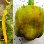 ToBRFV and Breaking Resistance: Pepper (Capsicum) Updated