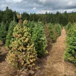 Understanding Phytophthora abietivora: A Threat to Fir Trees and Greenhouse Crops