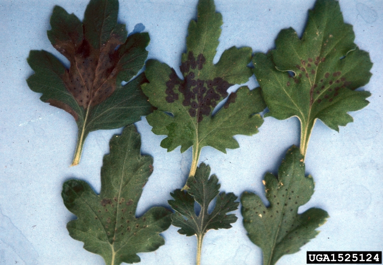 Bacterial leaf spot (Pseudomonas cichorii) in chrysanthemum leaf (bioassays) (Chrysanthemum L.) by Ron Jones, North Carolina State University, Bugwood.orgBacterial leaf spot (Pseudomonas cichorii) in lettuce (Lactuca sativa L.) by Gerald Holmes, Strawberry Center, Cal Poly San Luis Obispo, Bugwood.orgBacterial leaf spot (Pseudomonas cichorii) in sage (Salvia spp. L.) by Penn State Department of Plant Pathology & Environmental Microbiology Archives, Penn State University, Bugwood.orgBacterial leaf spot (Pseudomonas cichorii) in sweet basil (Ocimum basilicum L.) by Florida Division of Plant Industry, Florida Department of Agriculture and Consumer Services, Bugwood.org