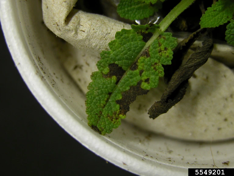 Bacterial leaf spot (Pseudomonas cichorii) in sage (Salvia spp. L.) by Penn State Department of Plant Pathology & Environmental Microbiology Archives, Penn State University, Bugwood.org