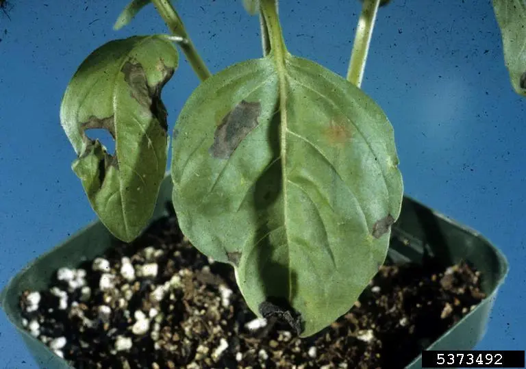 Bacterial leaf spot (Pseudomonas cichorii) in chrysanthemum leaf (bioassays) (Chrysanthemum L.) by Ron Jones, North Carolina State University, Bugwood.orgBacterial leaf spot (Pseudomonas cichorii) in lettuce (Lactuca sativa L.) by Gerald Holmes, Strawberry Center, Cal Poly San Luis Obispo, Bugwood.orgBacterial leaf spot (Pseudomonas cichorii) in sage (Salvia spp. L.) by Penn State Department of Plant Pathology & Environmental Microbiology Archives, Penn State University, Bugwood.orgBacterial leaf spot (Pseudomonas cichorii) in sweet basil (Ocimum basilicum L.) by Florida Division of Plant Industry, Florida Department of Agriculture and Consumer Services, Bugwood.org