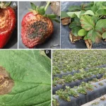 Managing Neopestalotiopsis in Indoor Strawberry Production