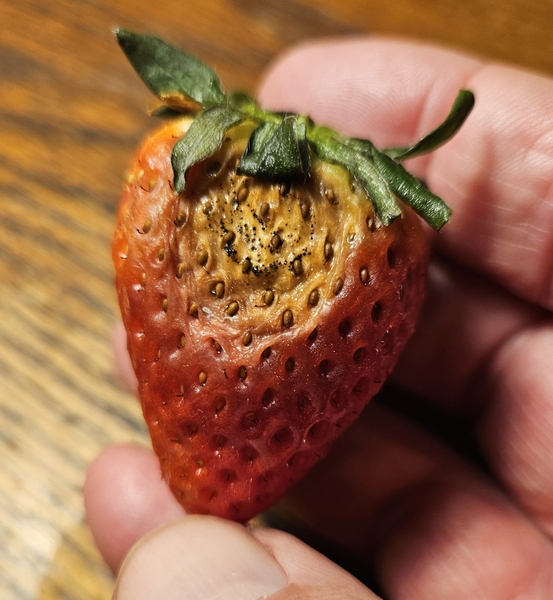 Fruit rot can occur both pre-harvest and post-harvest. Leaf spots, blight, and necrosis. Image by Bill Cline from NC State.