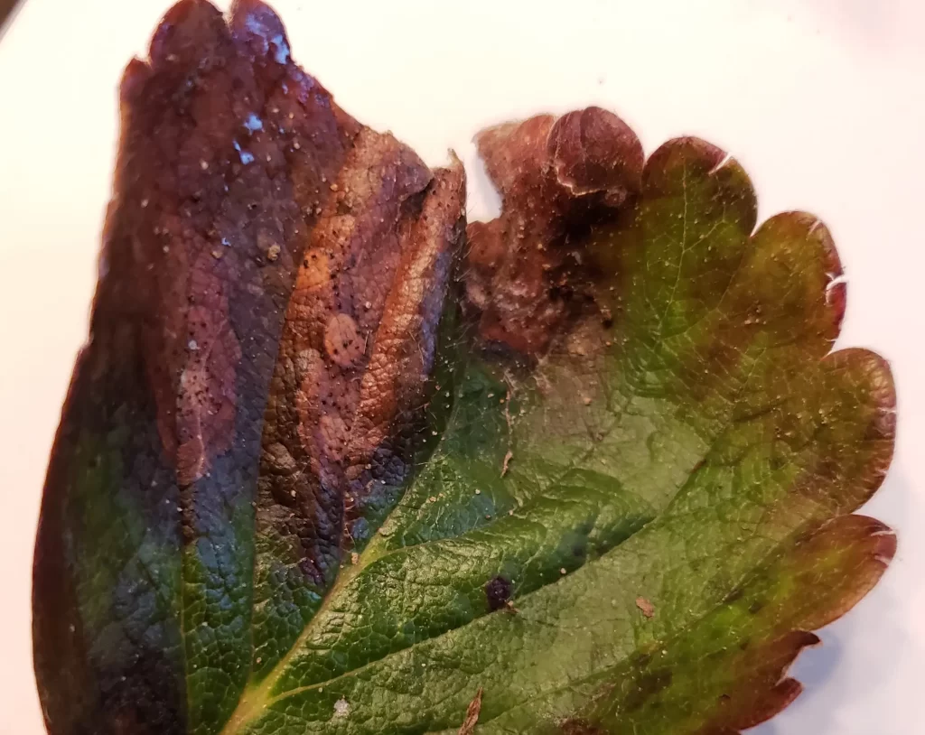 Tan leaf lesions with small black fungal structures (pycnidia) under wet and humid conditions. Image by Katie Goldernhar & Erica Pate from OMAFRA.