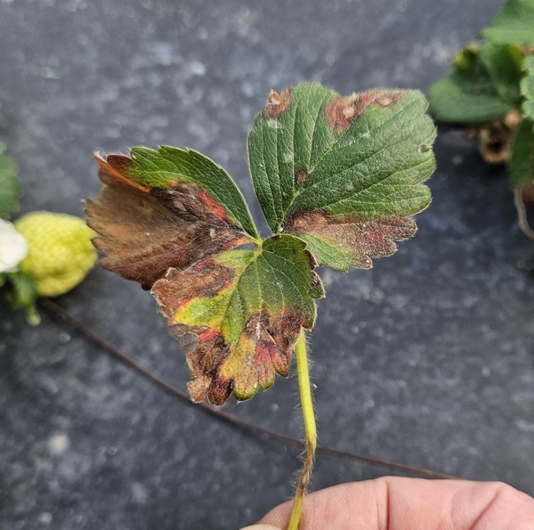 Leaf spots, blight, and necrosis.