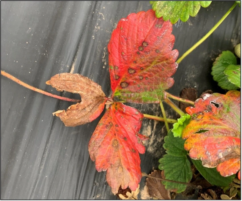 Reddening of older leaves is an indication of root rot. Image by Aaron Cato from the University of Arkansas.