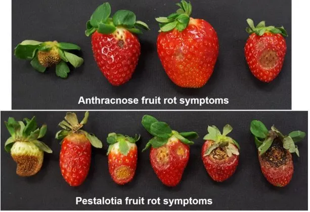 Comparing anthracnose fruit rot symptoms by Colletotrichum acutatum and Neopestalotiopsis fruit rot symptoms. Image by UF/IFAS GCREC.