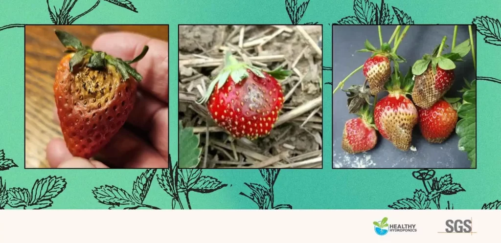 top 3 pathogens on strawberries grown indoor