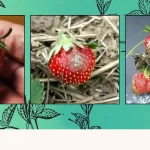 Indoor Strawberries: Top 3 Plant Pathogens to Watch For