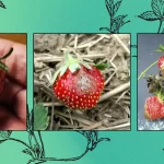 Indoor Strawberries: Top 3 Plant Pathogens to Watch For