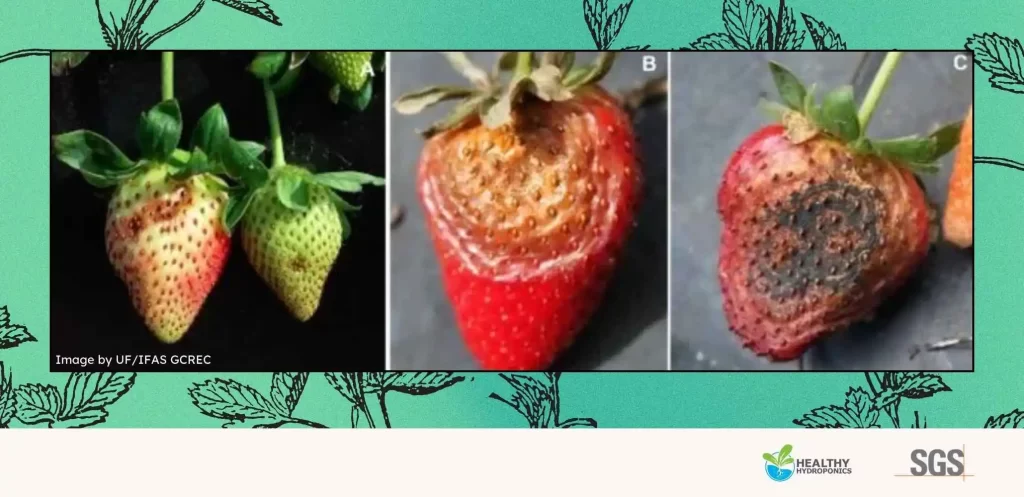 Neopestalotiopsis on strawberries