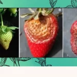 Neopestalotiopsis on strawberries