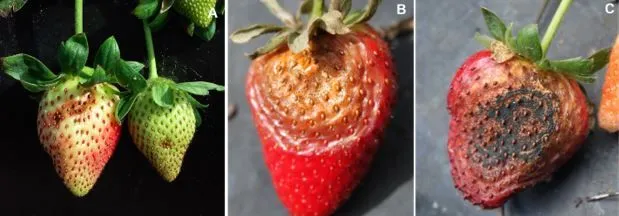 Neopestalotiopsis fruit Indoor Strawberries Plant Pathogen