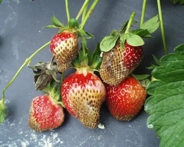 Phytophthora spp. leather rot Indoor Strawberries Plant Pathogen