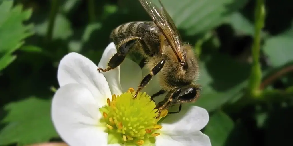 bee on a strawberry flower