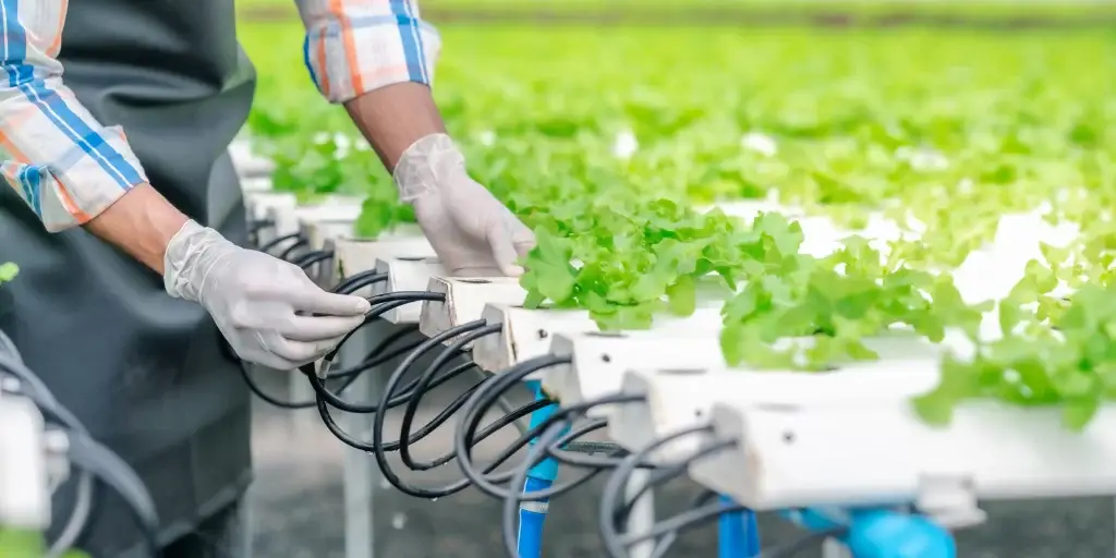 hydroponic lettuce