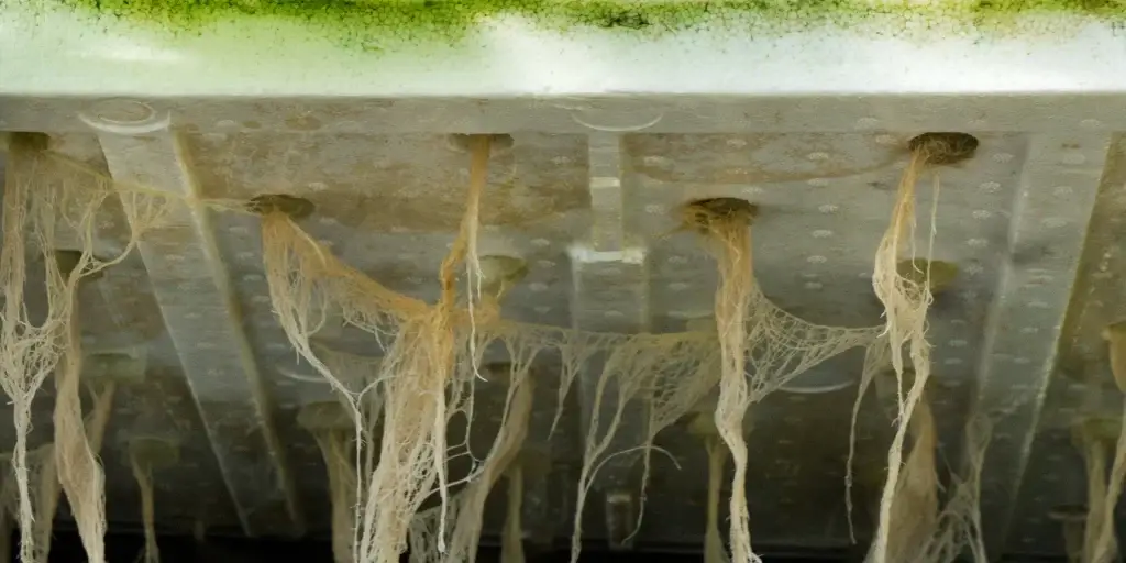 lettuce roots