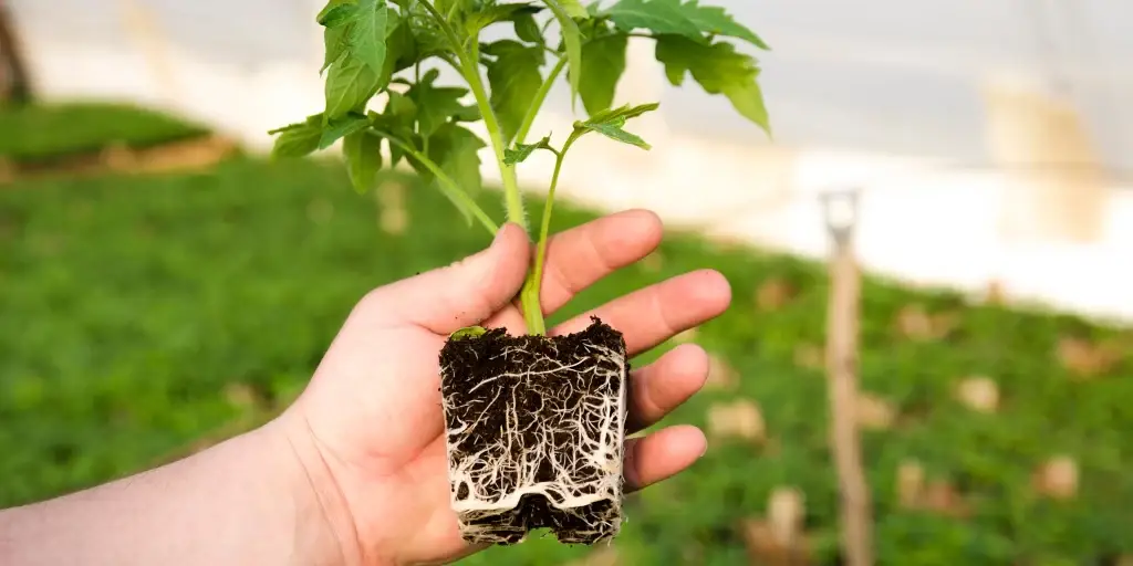 tomato seedling