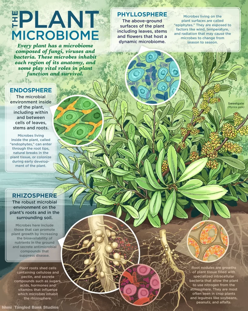 Microbiology Agriculture Hydroponics plant microbiome