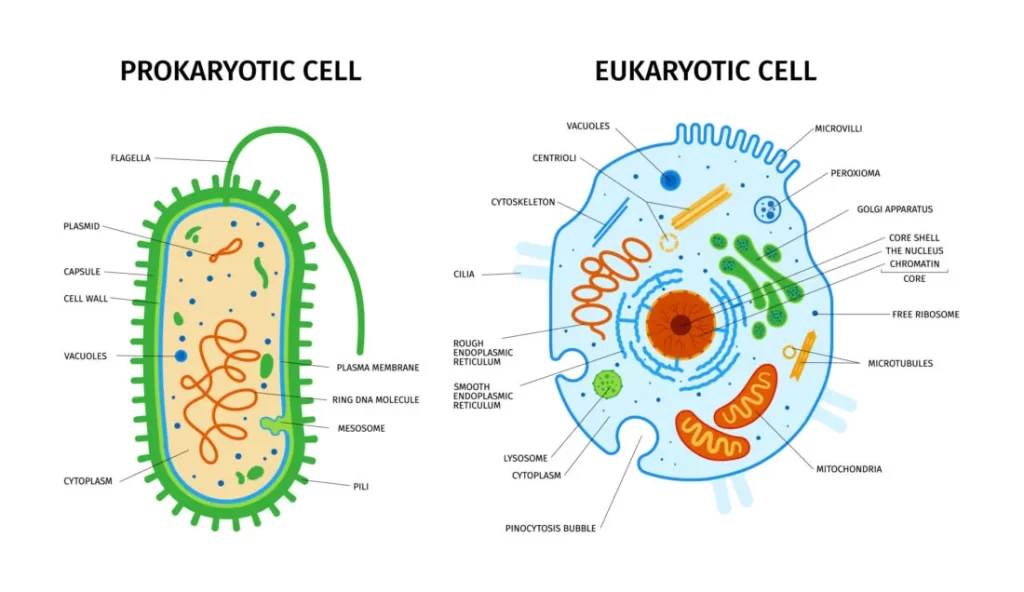 Microbiology Agriculture Hydroponics prokaryotic eukaryotic